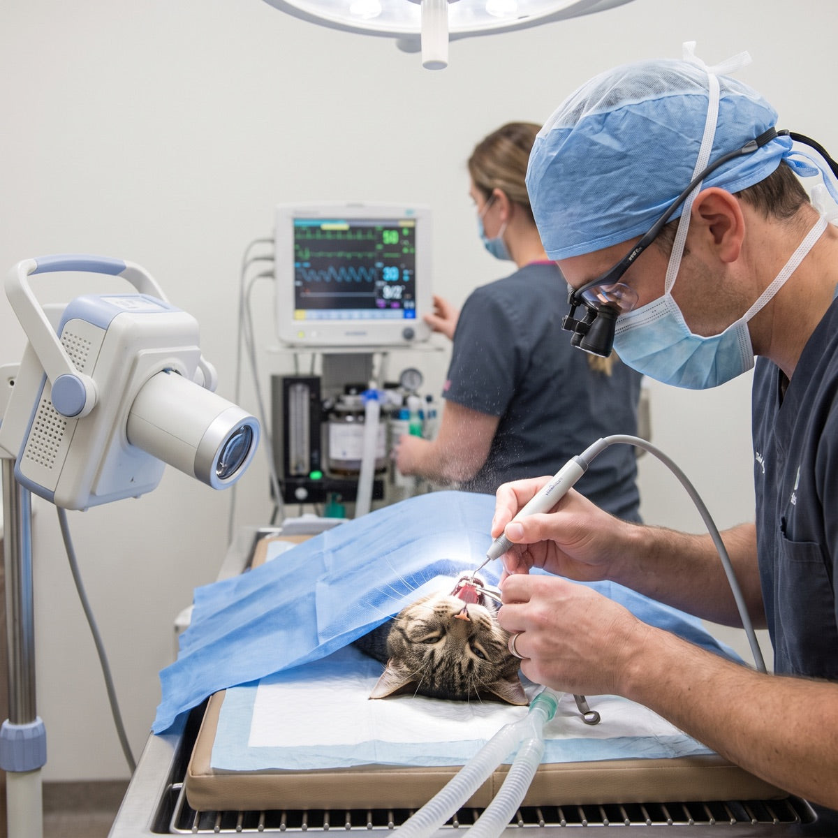 A veterinarian in a surgical cap, mask and loupes using an ultrasonic scaler on an anesthetised cat's teeth while a technician watches the anesthetic monitor and a dental X ray unit stands beside the table.