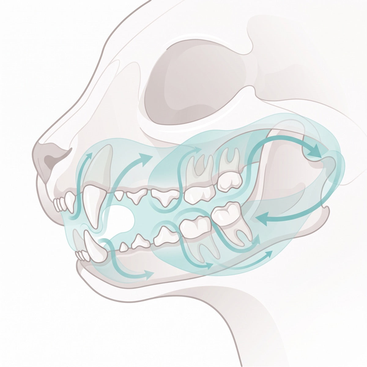 Illustration of a cat's jaw in side profile with pale aqua fluid washing around and between every tooth, wrapping around the rear molars and running along the gumline.